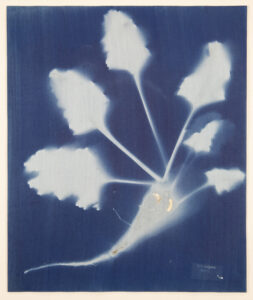 Marcus Kaiser; Beta Vulgaris/ H7-1 Cyanotype on Cotton Paper