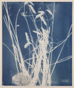 Marcus Kaiser, genetically modified crops in Germany, cyanotypes, 2011